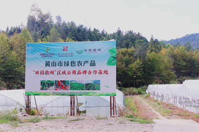 祁門縣 茶香滿山，特色農(nóng)業(yè)繪就鄉(xiāng)村振興新畫卷