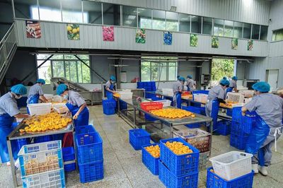 黃桃罐頭變“黃金” 隨縣小林鎮(zhèn)農(nóng)產(chǎn)品種植的華麗轉(zhuǎn)身