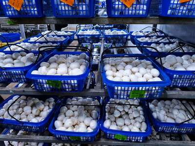 農(nóng)產(chǎn)品種植 科技賦能，綠色發(fā)展的新篇章