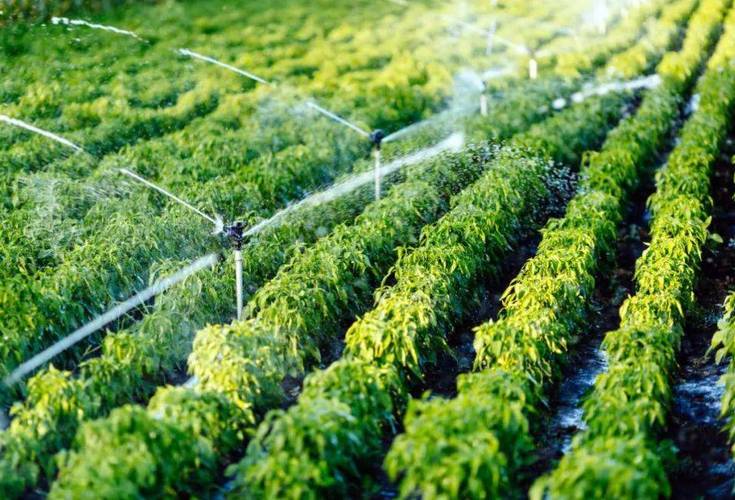 歸農(nóng)商城 以庭院經(jīng)濟(jì)為橋，連接家庭與市場(chǎng)的綠色田園