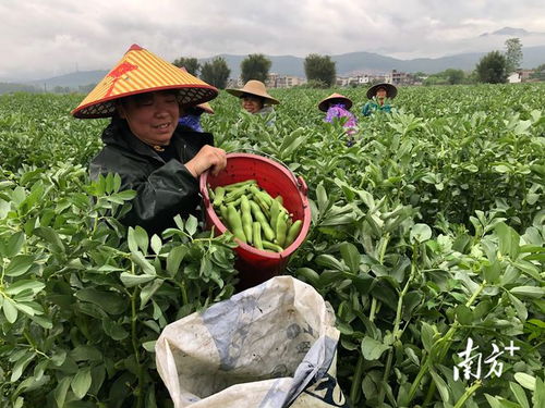 廣東始興 多措并舉穩供保產，筑牢省級“菜籃子”基地縣根基